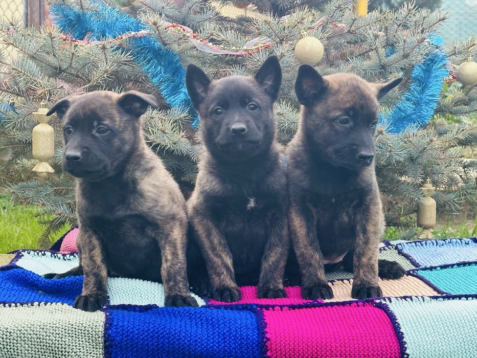 Голландские овчарки! Девчонки!