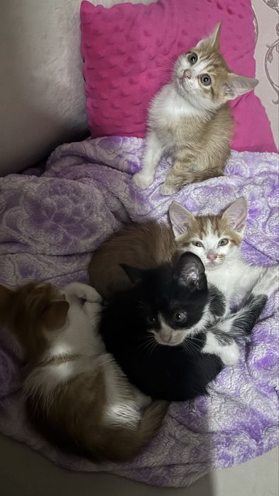 Котинята безкоштовно