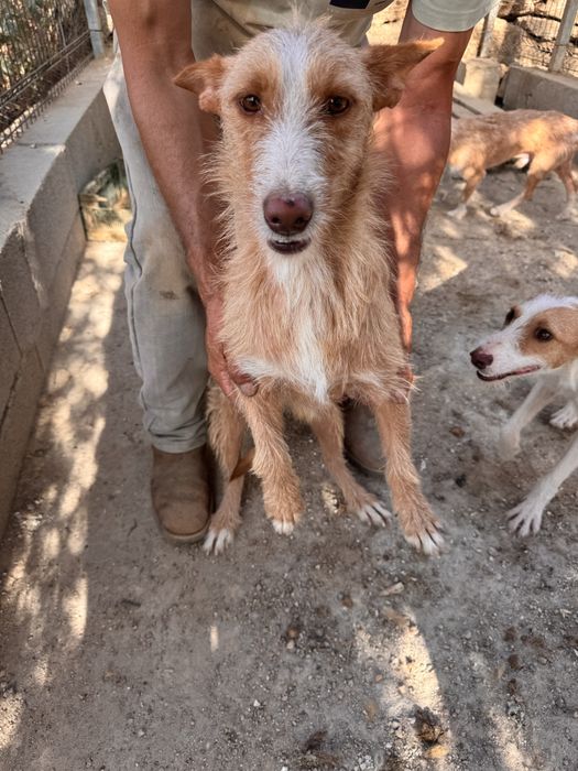 Cães  para dispensar