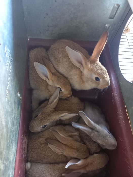 Coelhos caseiros