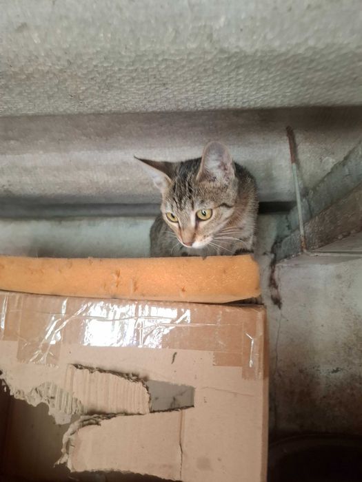 Gatinha para adopção