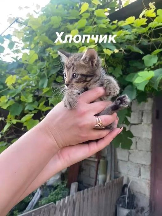 Віддам в добрі руки кошенят
