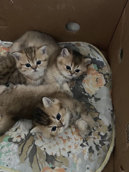 Золота Британська шеншила кошенятка