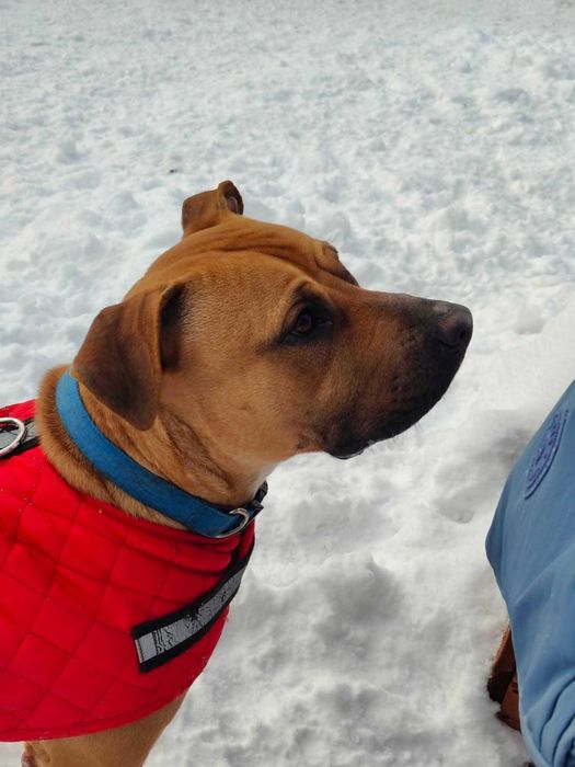 ARIA - Schronisko dla Zwierząt w Ostródzie