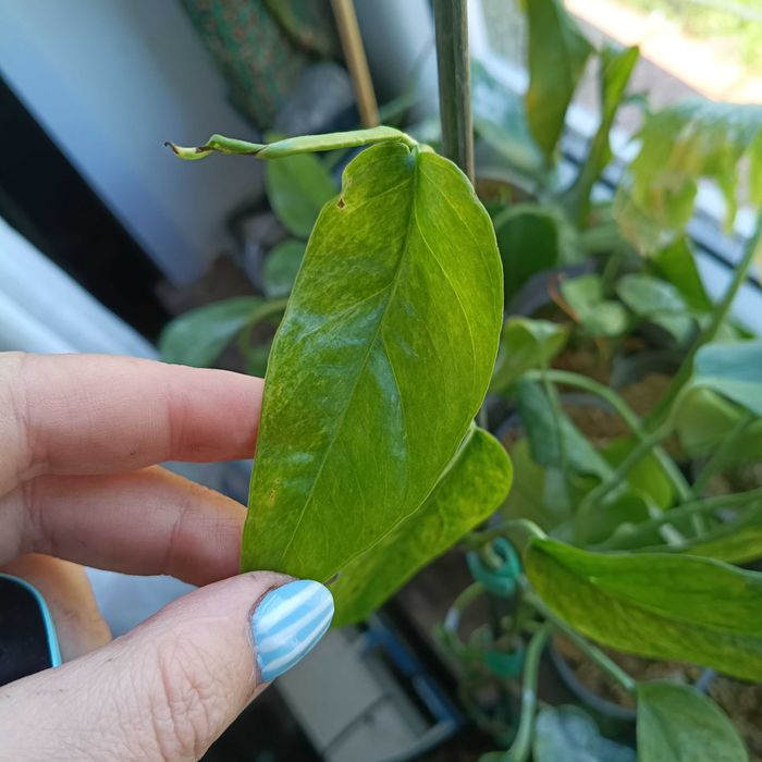 epipremnum cream mint-cięty szczyt