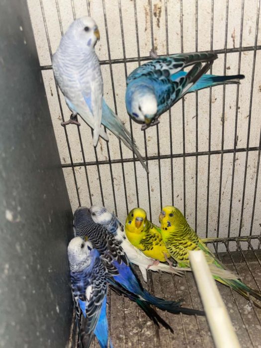 Periquitos disponiveis  excelente qualidade