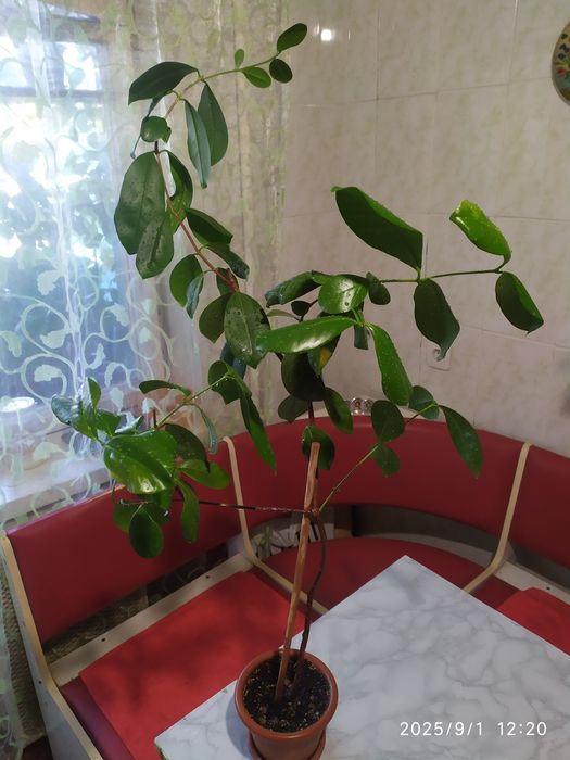 Гуава Кеттли (лимонная) Псидиум прибрежный