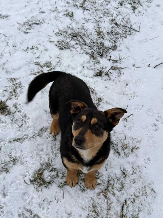 Pimpuś 10 miesięczny piesek do adopcji