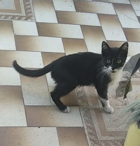 Gatinho para adoção responsável