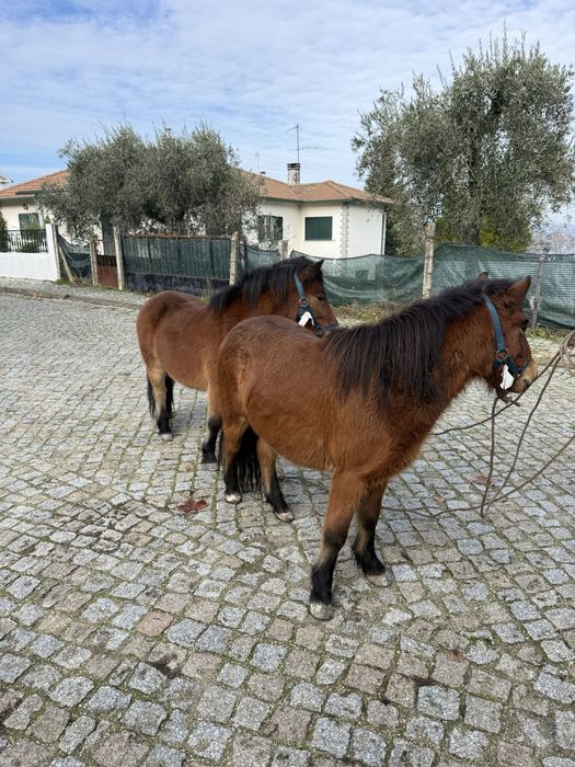 Poneis femeas gestantes