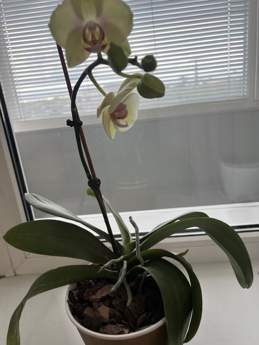 Орхідея лимонного кольору