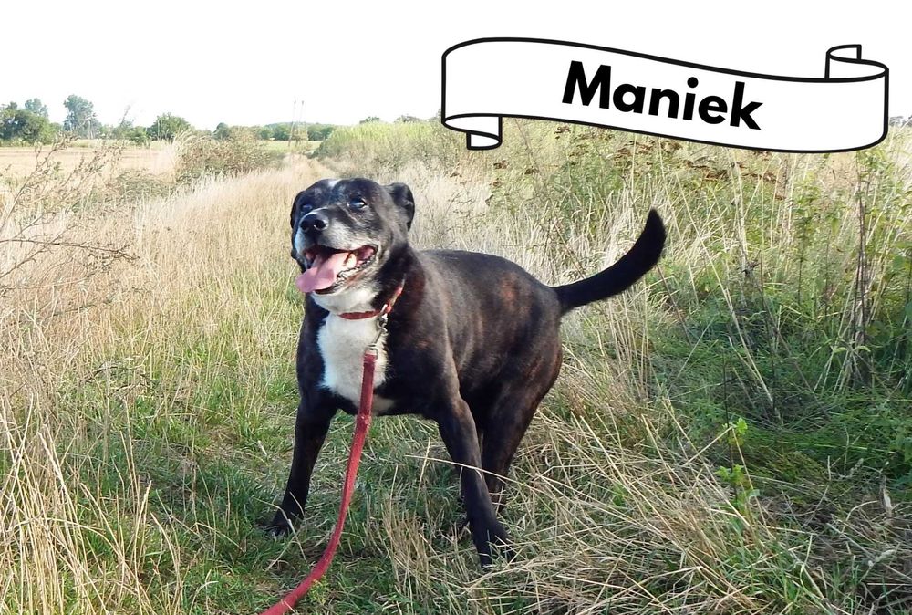 Maniek, psi senior szuka domu