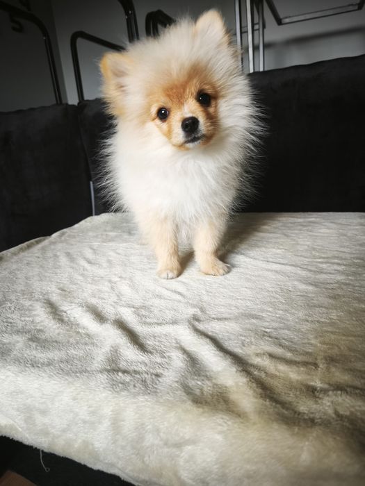 Szpic miniaturowy pomeranian