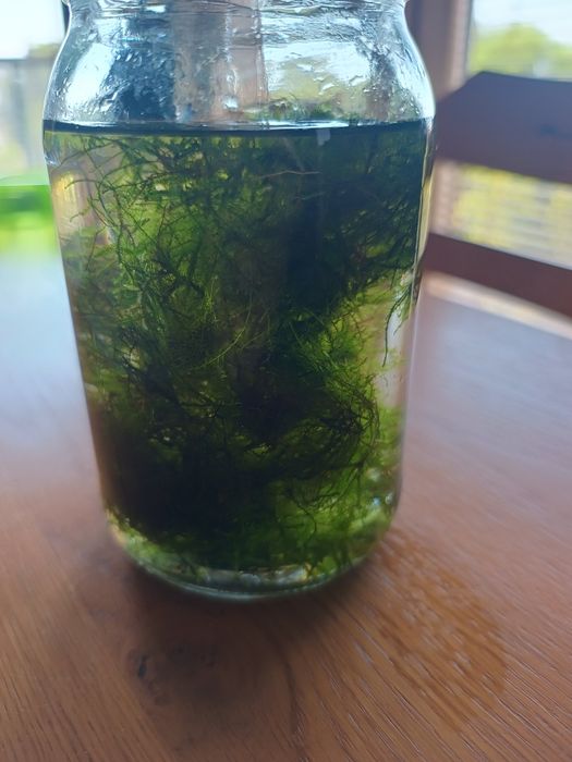 Java moss, mech jawajski rozmiar XXXL