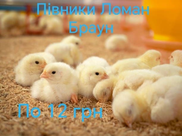 Птиця Курчата Цыплята Циплята ДОБОВІ Несушки+Півники Півні Когутики