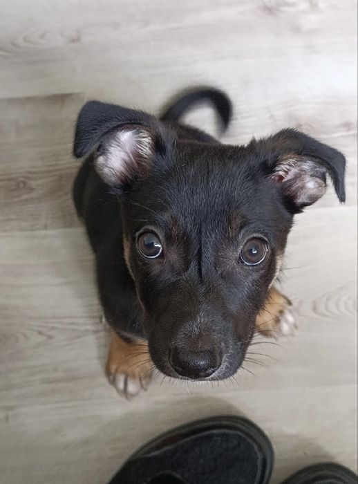 Wincent - cudny szczeniak do adopcji
