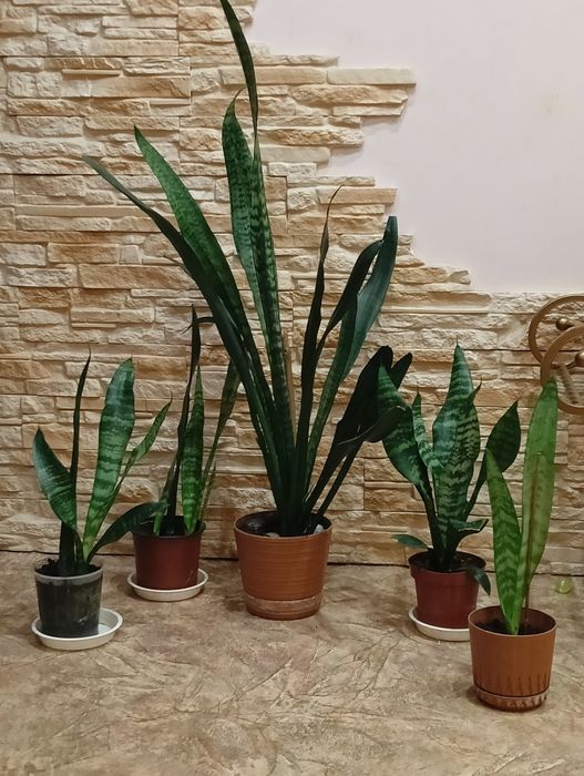 Сансіверія, молочай , каланхое,традісканція різдв'яник