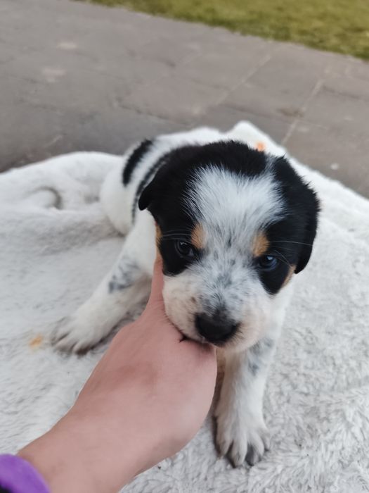 Oddam pieski w dobre ręce Rezerwacja