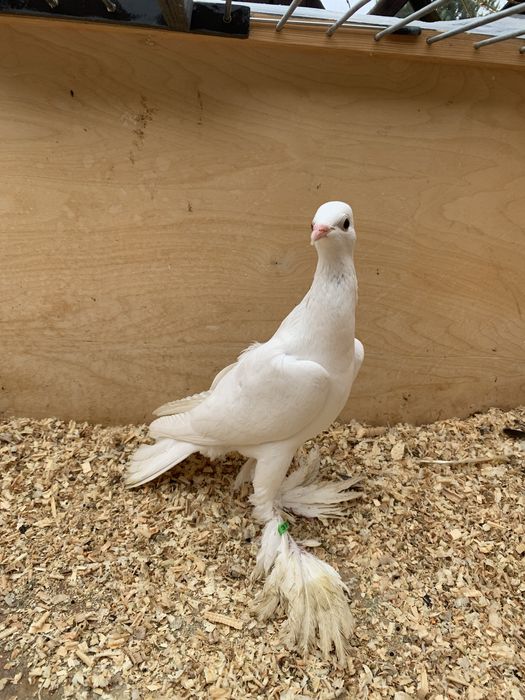 Samica bociana niemieckiego 25r