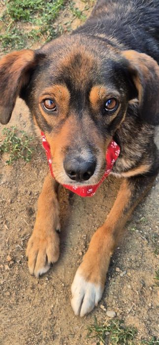 Szukamy domu dla młodego przyjaciela