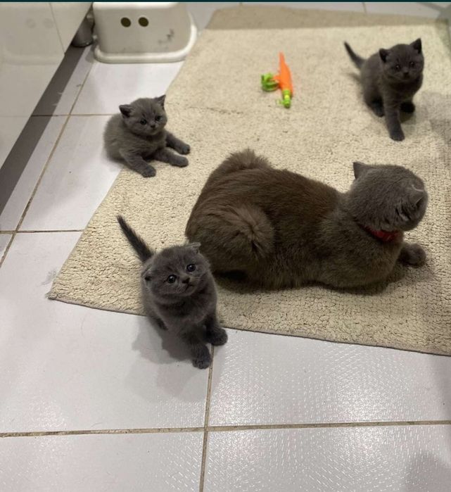 Шотландскі кошенята