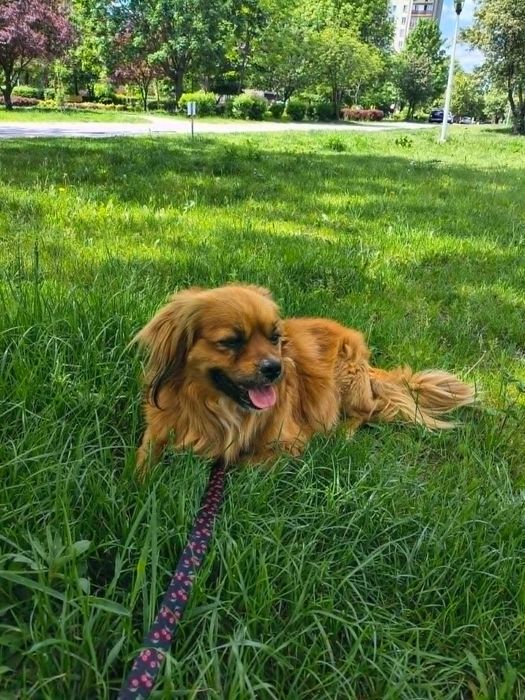 Maksio, 2 letni psiaczek do adopcji