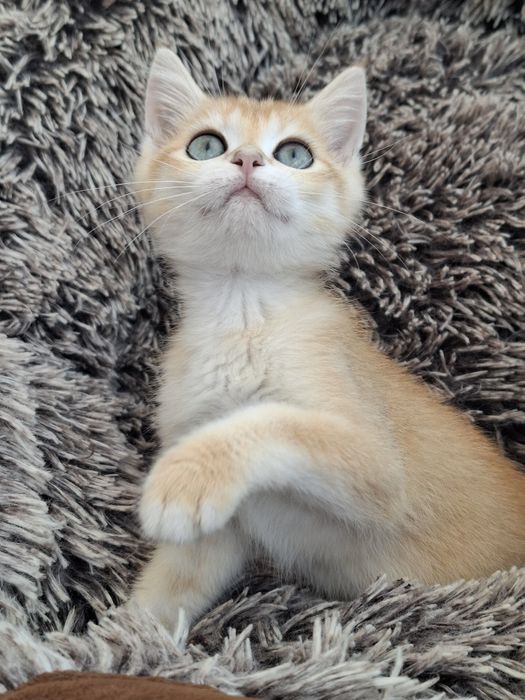 Menino british shorthair