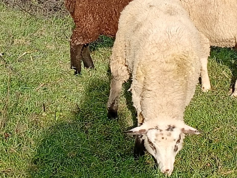 Disponível para venda dois borregos