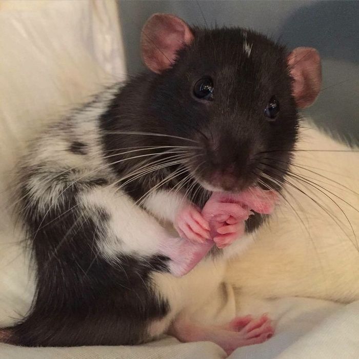 Декоративные крысы окрас чёрно-белый