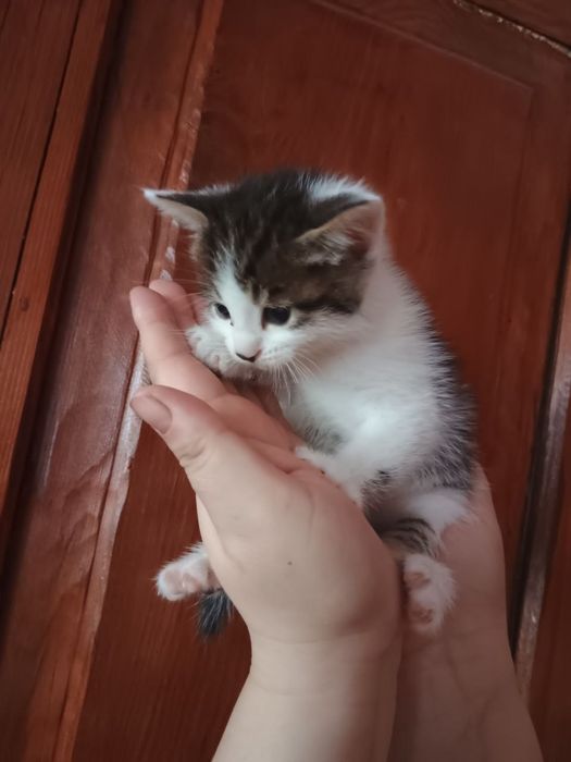 Кошенята .віслоуха дівчинка і три хлопця