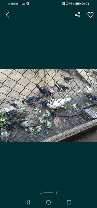 Ovos galados de patos mudos