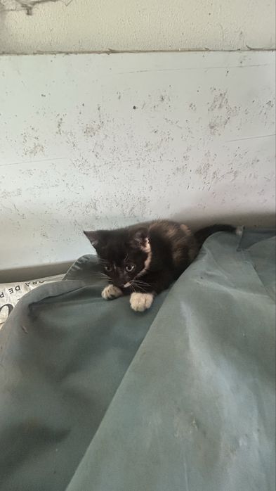 Gatos para adopção