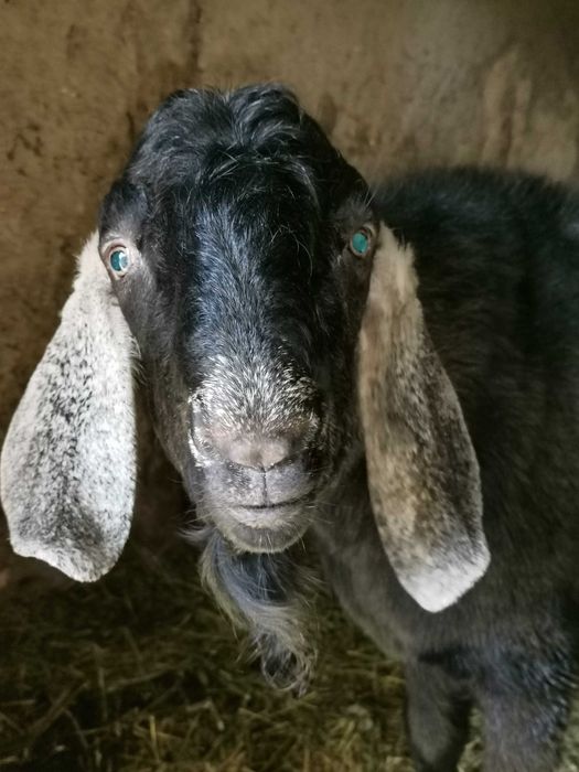 100% Англо-нубійський цап