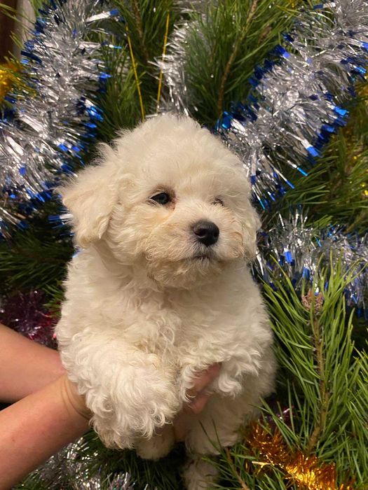 Продам цуценят породи Бішон Фрізе