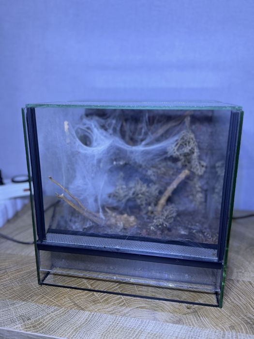 Ptaszniki + terrarium