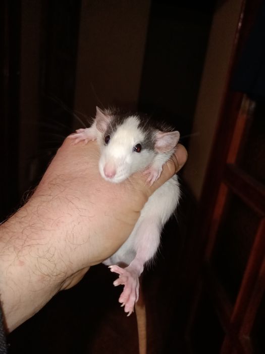 Криска щурик Дамбо як свято