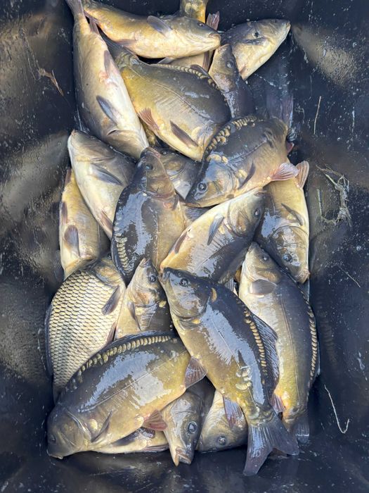 Karp kroczek, zarybieniowy, narybek i inne