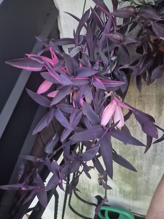 Trzykrotka pink stripe