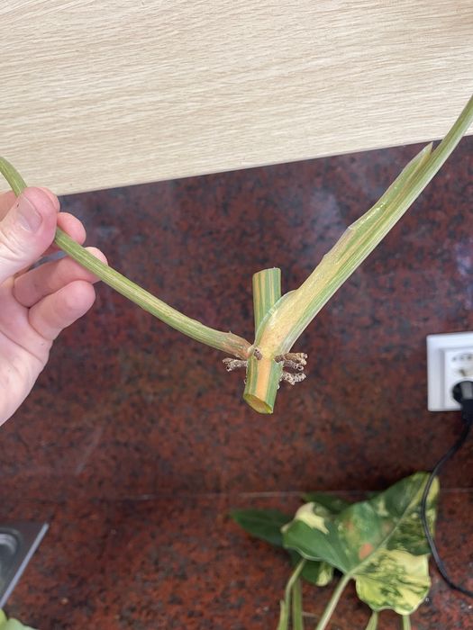 Philodendron domesticum