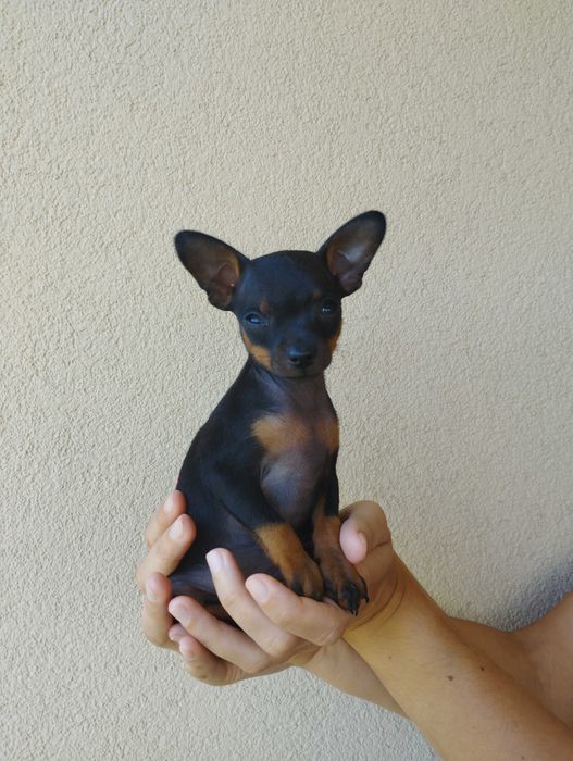 Pińczer miniaturowy, ratlerek