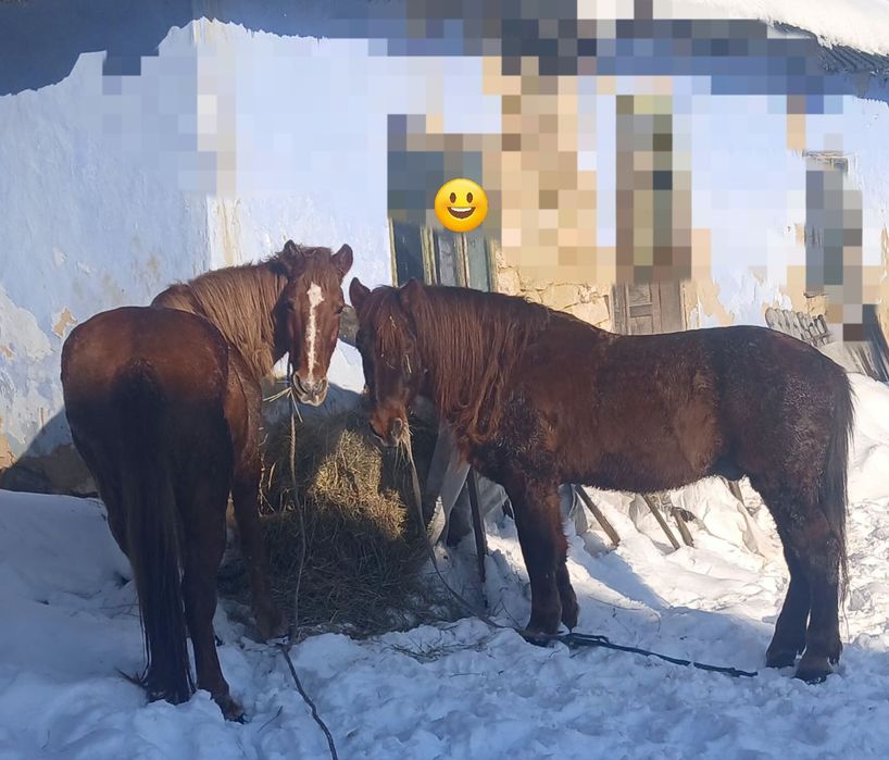 Продається кінь/кобила