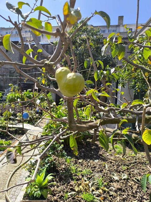 Anoneiras exóticas enxertadas