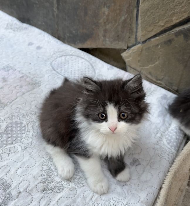 Кошенята в добрі руки