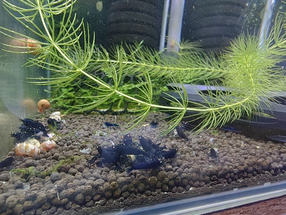 Sprzedam krewetki Royal Blue Tiger OE