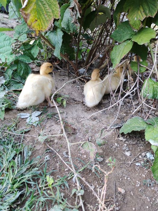 Patos Mudos pequenos e grandes