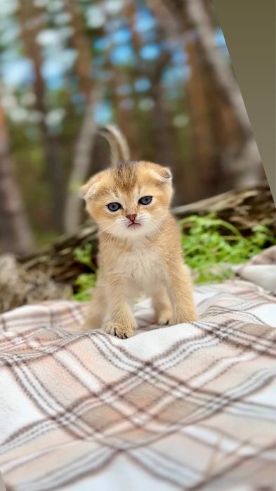 Золота шиншила шотландці висловухі кошенята породисті оо