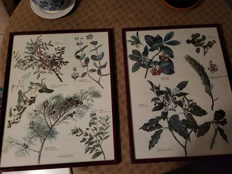 Quadros de Plantas64376356143874122