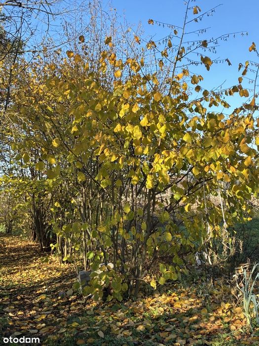 Działka  z domkiem idealna pod pasiekę i nie tylko-Pałck woj. Lubuskie