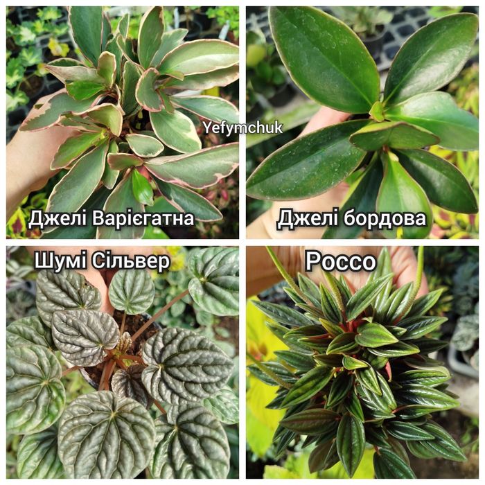 Пеперомія кімнатна