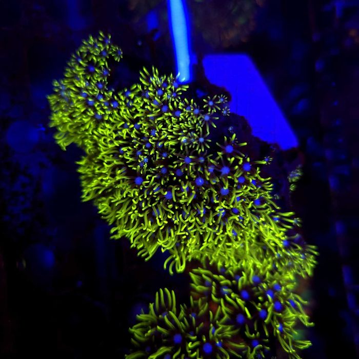 Briareum Fluo Green frag - koralowce miekkie Kraków koralowce
